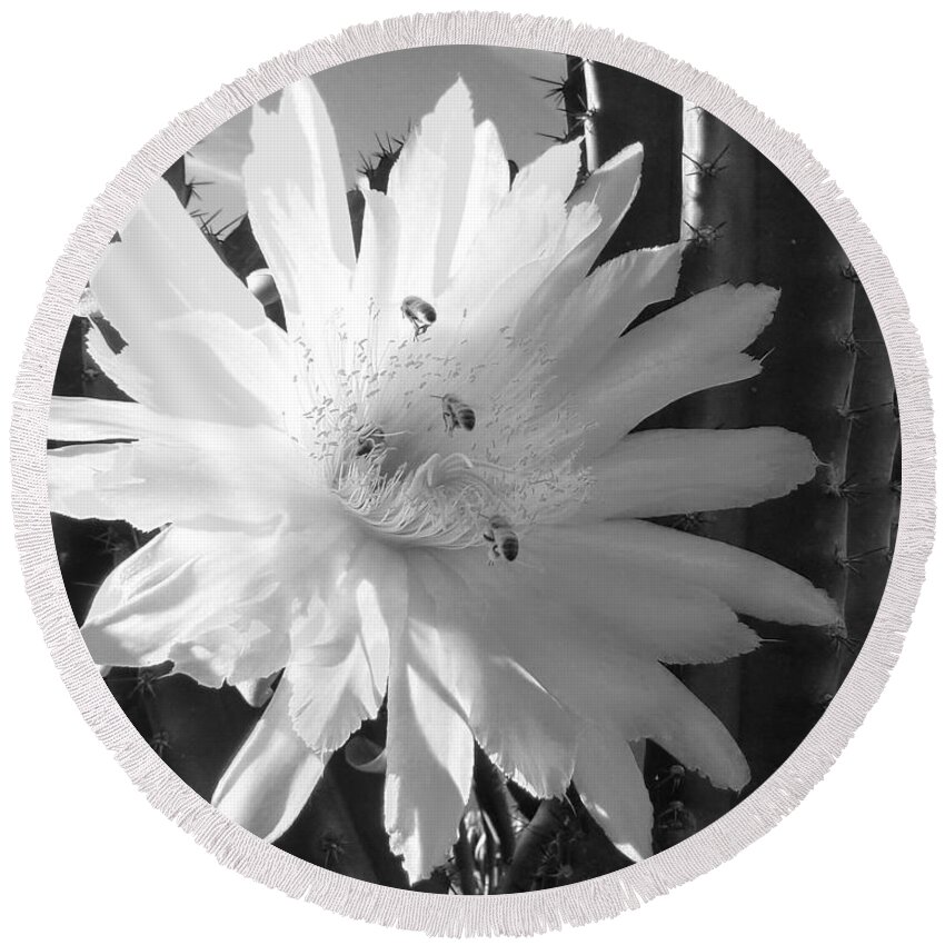 Cactus Round Beach Towel featuring the photograph Flowering Cactus 5 BW by Mariusz Kula