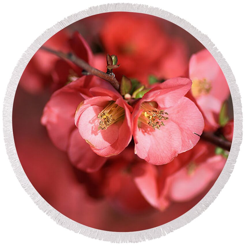 Flowering Quince Round Beach Towel featuring the photograph Flowering Quince by Joy Watson