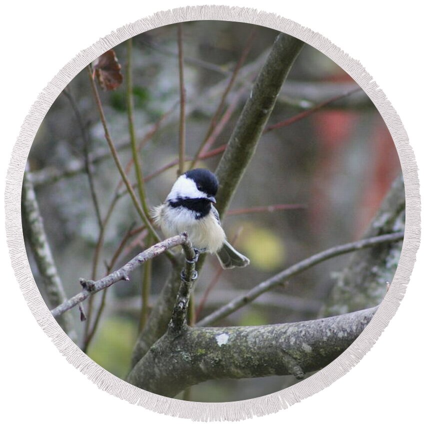 Christmas Round Beach Towel featuring the photograph Fluffy Chickadee by Leone Lund