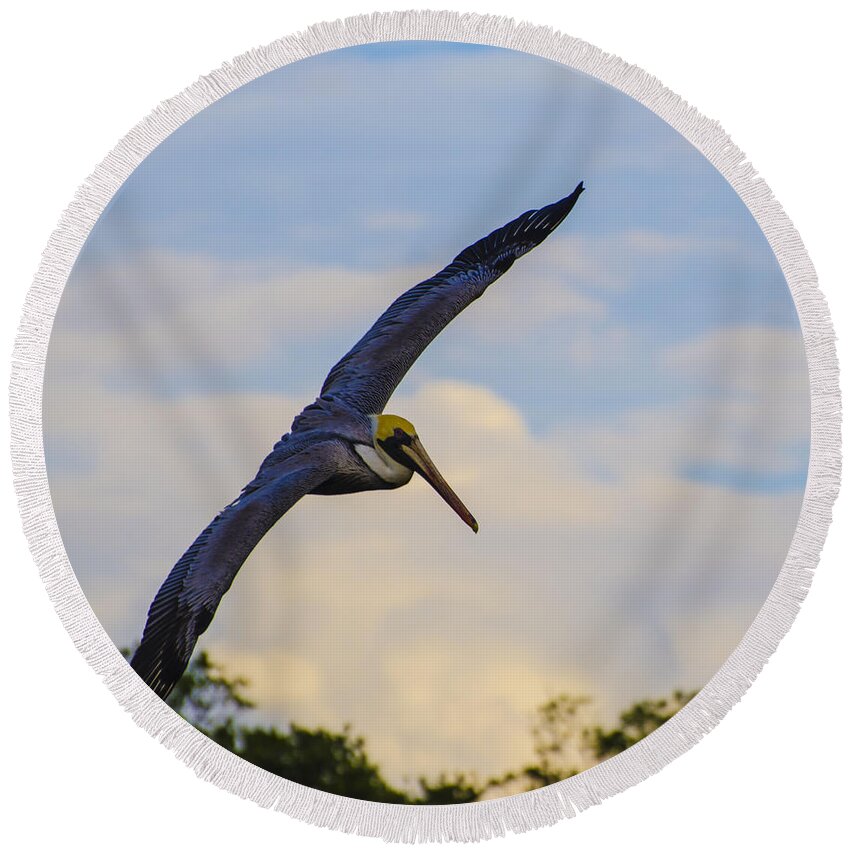 Pelican Round Beach Towel featuring the photograph Fly Away by Judy Wolinsky