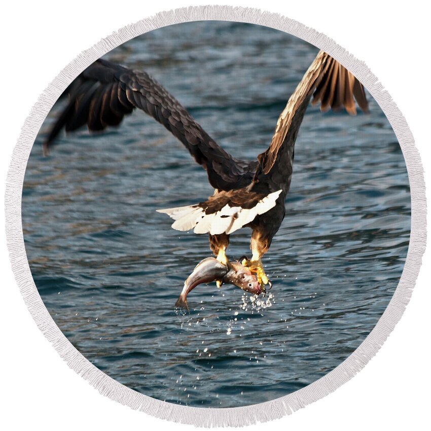 White_tailed Eagle Round Beach Towel featuring the photograph Flying European Sea Eagle 3 by Heiko Koehrer-Wagner