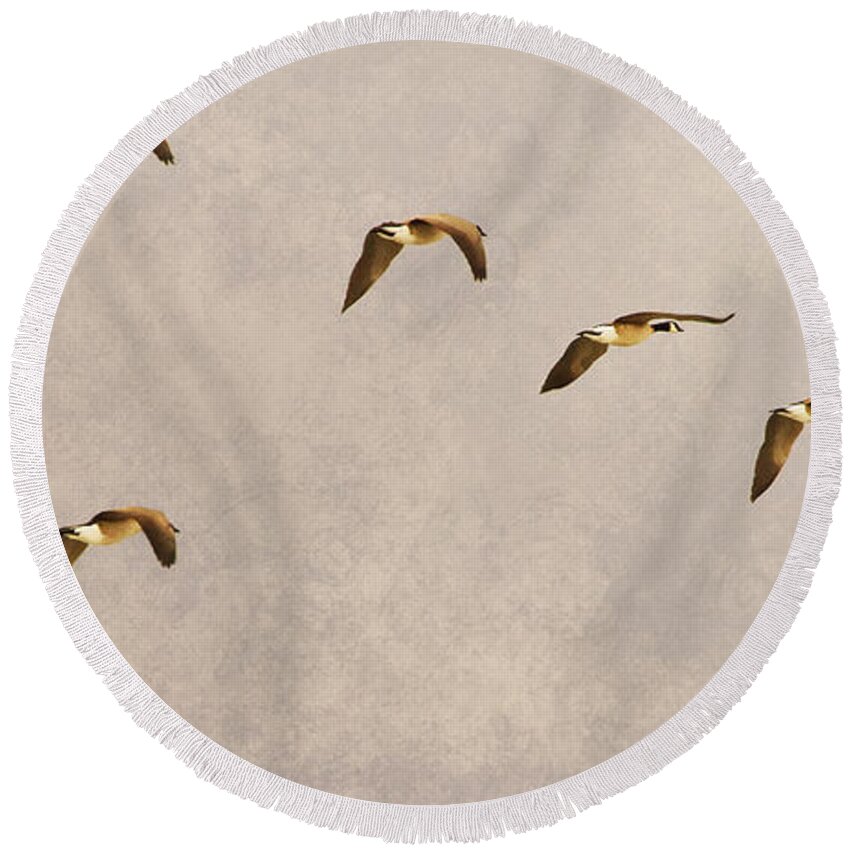 Canada Geese Round Beach Towel featuring the photograph Follow the Leader by James BO Insogna