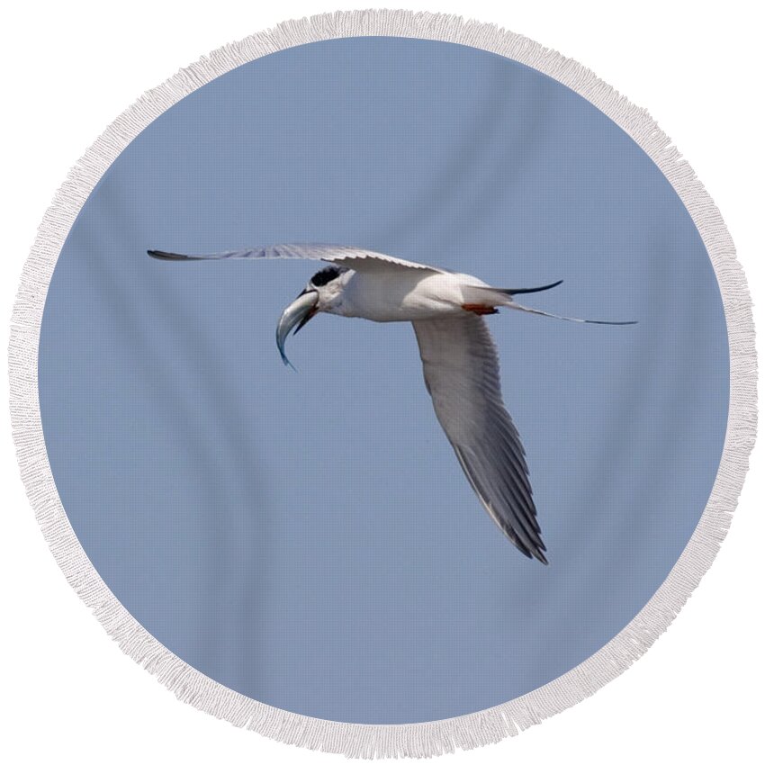 Fauna Round Beach Towel featuring the photograph Forsters Tern In Flight With Fish Prey by Anthony Mercieca