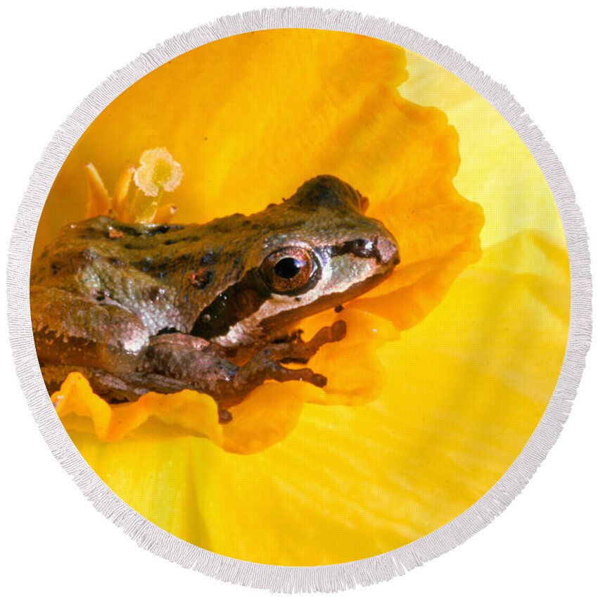 Frog In Daffodil Round Beach Towel featuring the photograph Frog and daffodil by Jean Noren