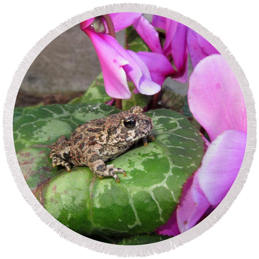 Frog Round Beach Towel featuring the photograph Frog on Cyclamen Plant by Debra Thompson