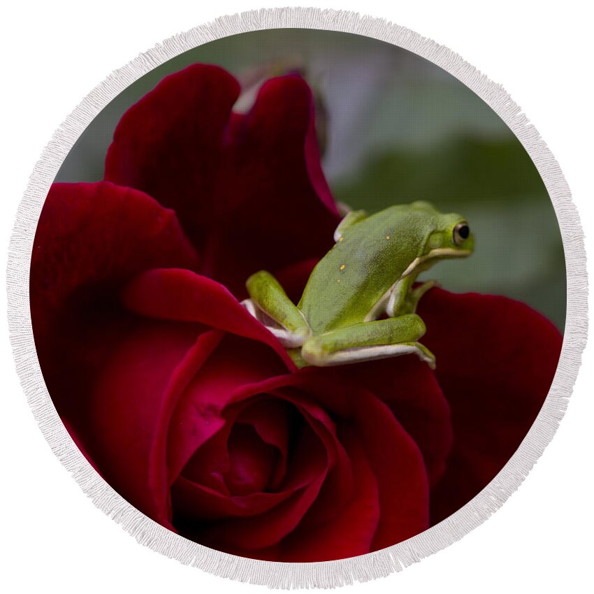 Hyla Cinerea Round Beach Towel featuring the photograph Frogs and Roses by Kathy Clark