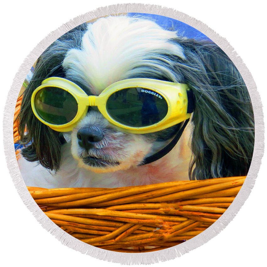 Dog Round Beach Towel featuring the photograph Front Seat Driver - Puppy Mania by Ella Kaye Dickey