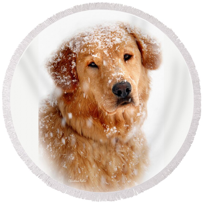 Golden Retriever Round Beach Towel featuring the photograph Frosty Mug by Christina Rollo