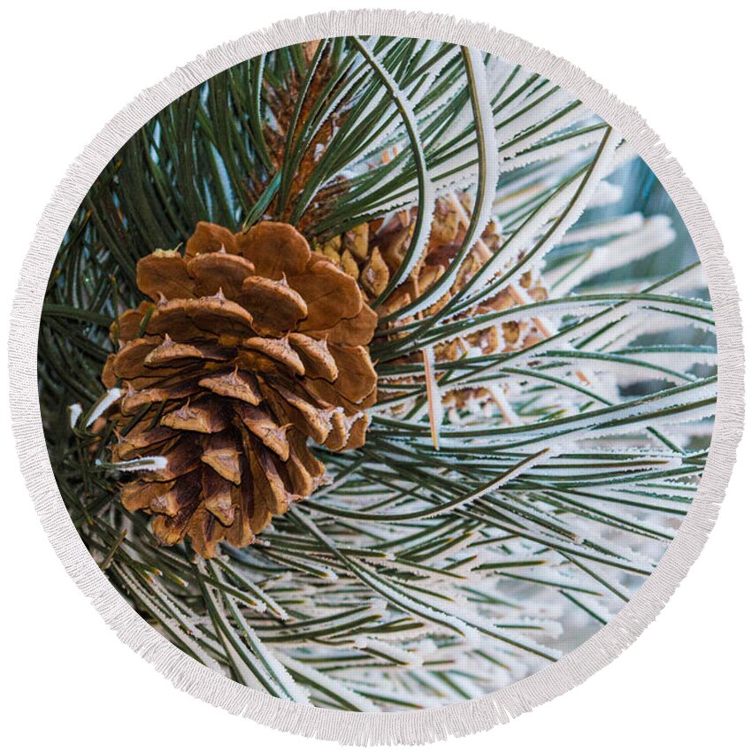 Christmas Round Beach Towel featuring the photograph Frosty Pine Needles and Pine Cones by Dawn Key