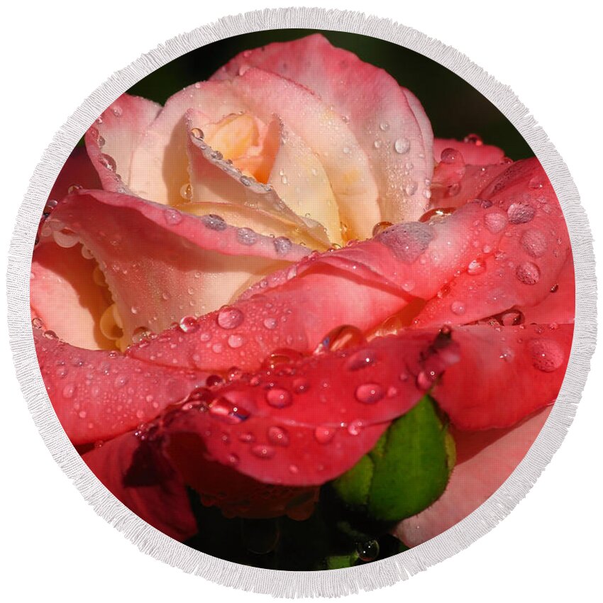 Rose Round Beach Towel featuring the photograph Full Bloom by Juergen Roth