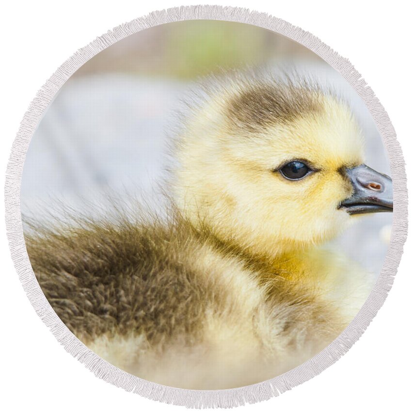 Gosling Round Beach Towel featuring the photograph Fuzzy Cuteness by Cheryl Baxter