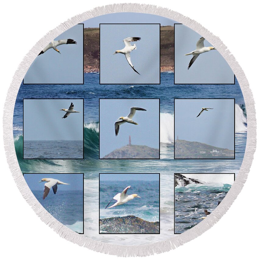Gannet Round Beach Towel featuring the photograph Gannets Galore by Terri Waters