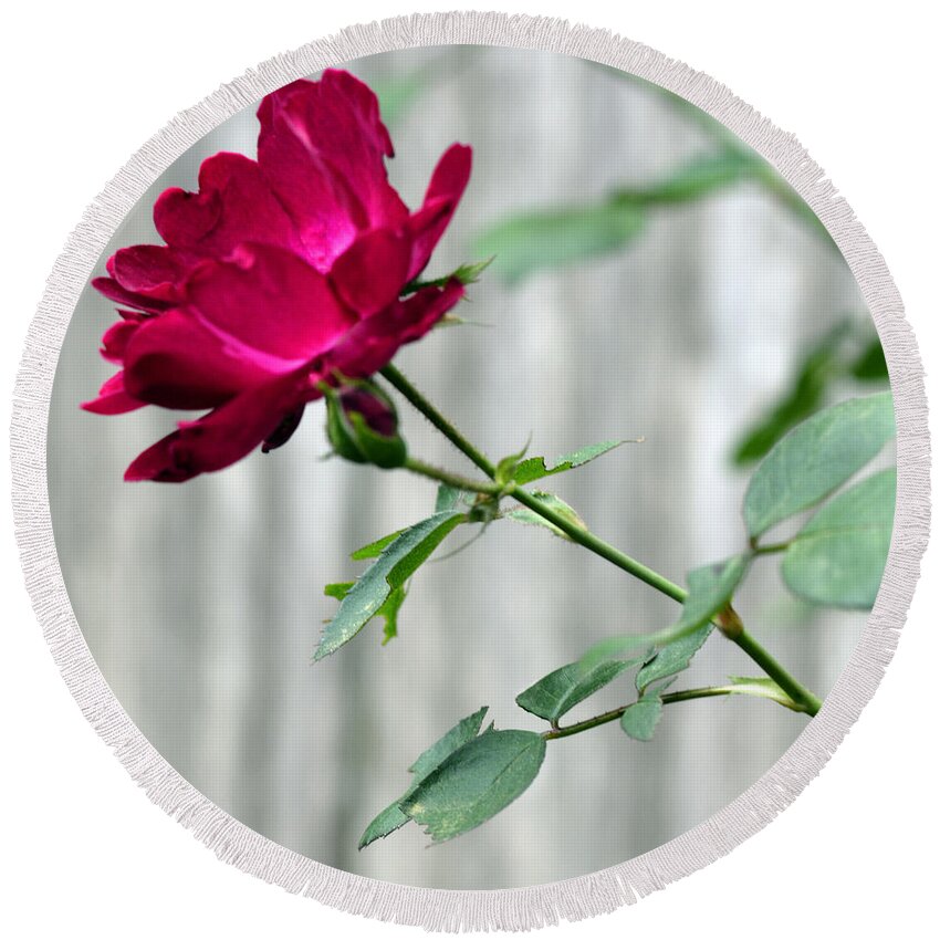 Pink Rose Round Beach Towel featuring the photograph Garden Lines Luminous Pink Rose by Connie Fox