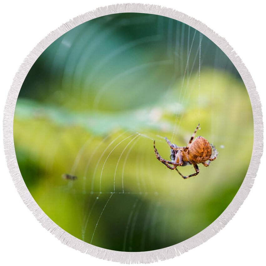 Araneidae Round Beach Towel featuring the photograph Garden Spider Orbweaver by Jivko Nakev