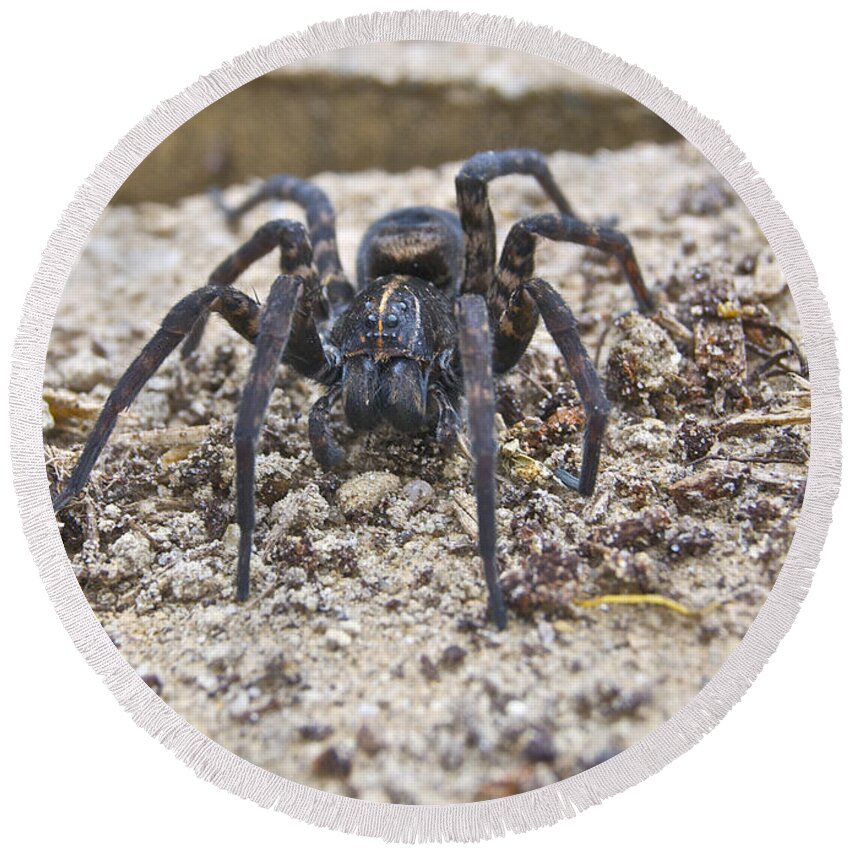 Spider Round Beach Towel featuring the photograph Garden Visitor 0808 by Michael Peychich