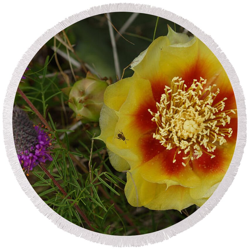 Gattinger's Prairie Clover And Prickly Pear Flower Round Beach Towel featuring the photograph Gattinger's Prairie Clover And Prickly Pear Flower by Daniel Reed