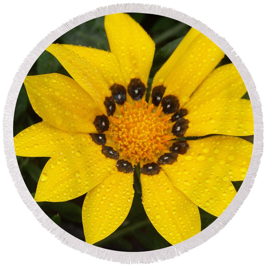 Anther Round Beach Towel featuring the photograph Gazania Gazania Sp by Bonnie Sue Rauch