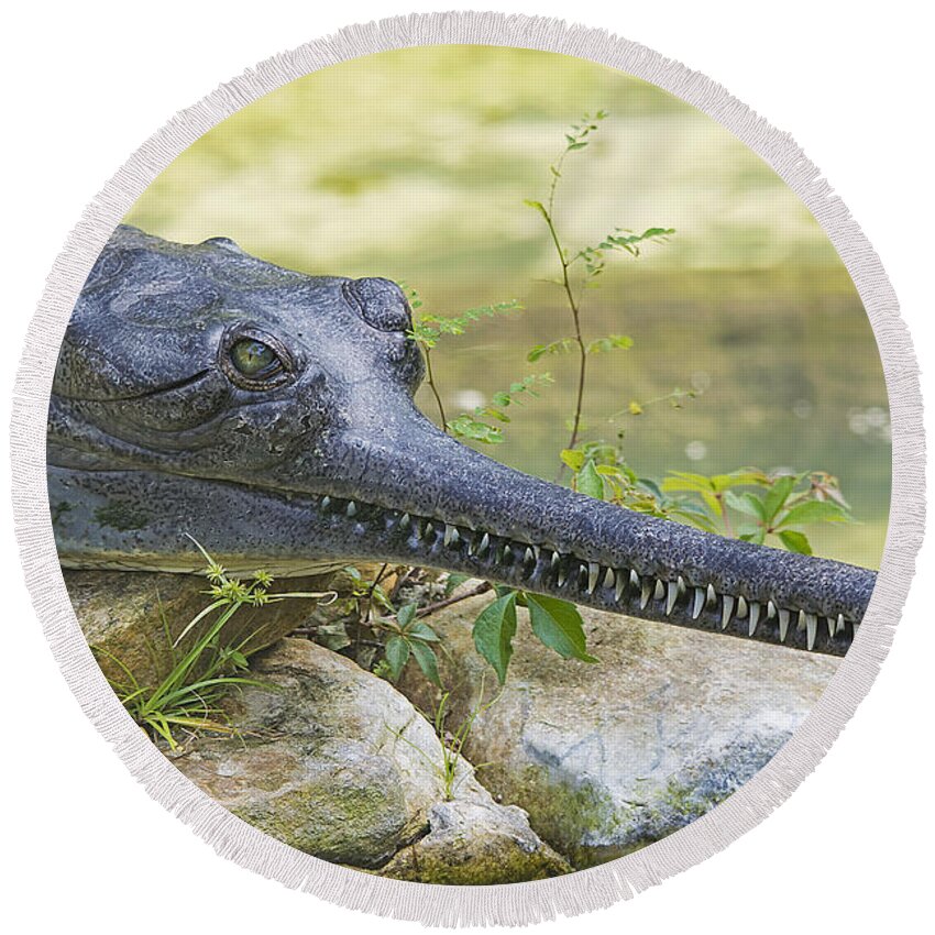 Wildlife Round Beach Towel featuring the photograph Gharial by Kenneth Albin
