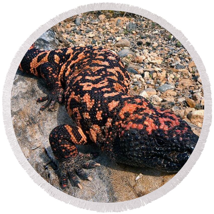 Gila Monster Round Beach Towel featuring the photograph Gila Monster by Dante Fenolio