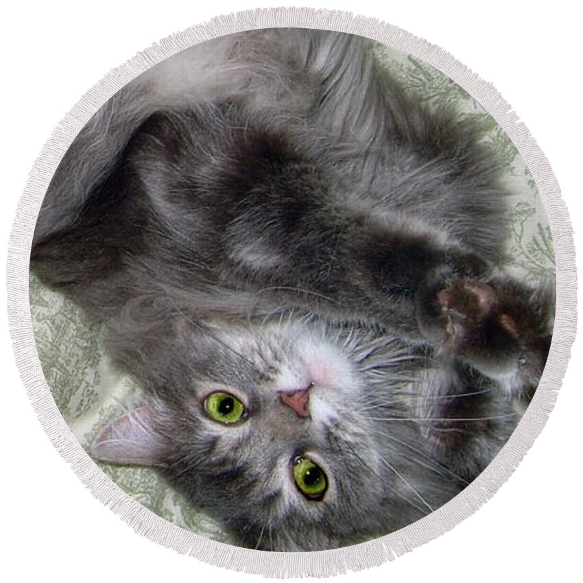 Cat Round Beach Towel featuring the photograph Glamor Puss by Louise Kumpf