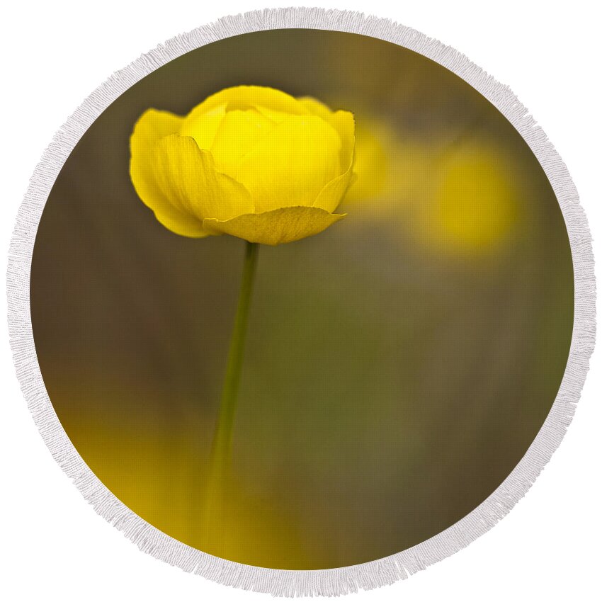 Ranunculaceae Round Beach Towel featuring the photograph Globe Flower by Heiko Koehrer-Wagner