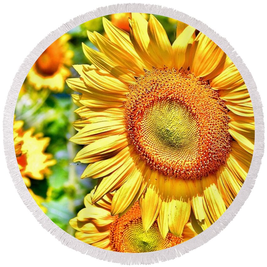 Flower Round Beach Towel featuring the photograph Glorious Sunflowers by Kim Bemis