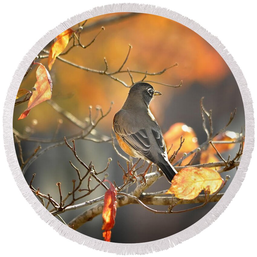 Nature Round Beach Towel featuring the photograph Glowing Robin 2 by Nava Thompson