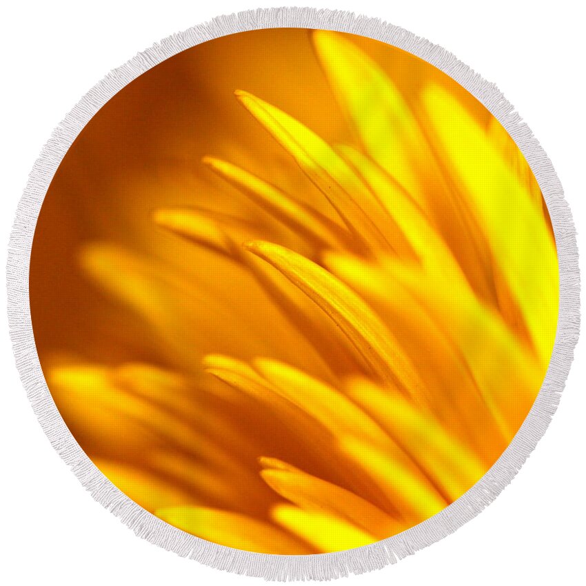 Yellow Round Beach Towel featuring the photograph Golden Dahlia by Michael Cinnamond