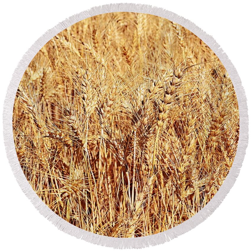 Wheat Round Beach Towel featuring the photograph Golden Grains by Michelle Calkins