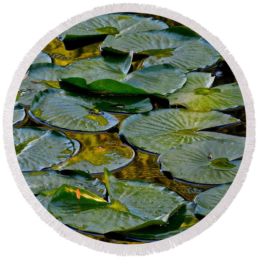 Lilly Pads Round Beach Towel featuring the photograph Golden Lilly Pads by Frozen in Time Fine Art Photography