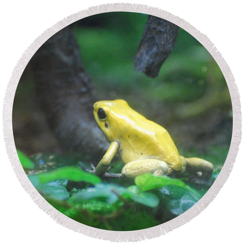 Frog Round Beach Towel featuring the photograph Golden Poison Frog by DejaVu Designs