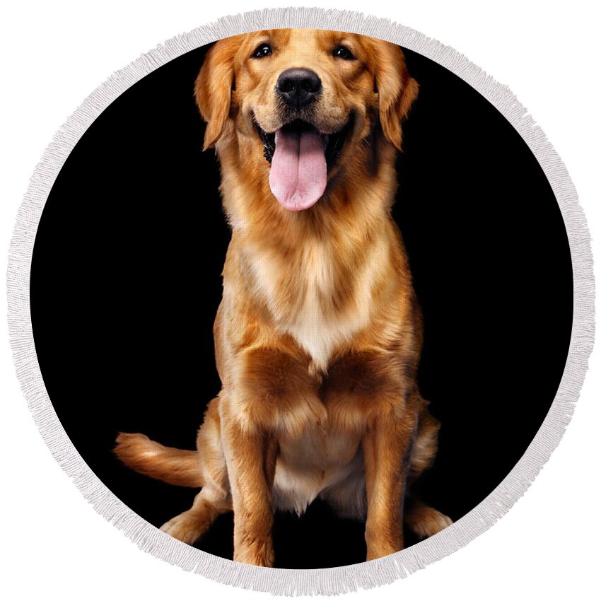 Dog Round Beach Towel featuring the photograph Golden Retriever on black background by Maxim Images Exquisite Prints