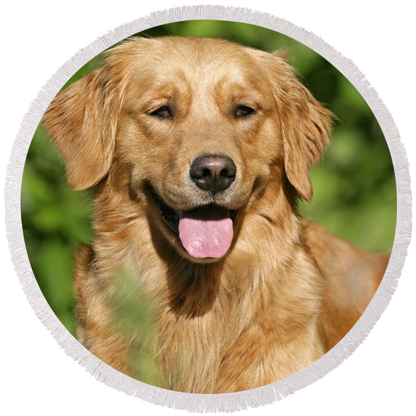 Dog Round Beach Towel featuring the photograph Golden Retriever by Rolf Kopfle
