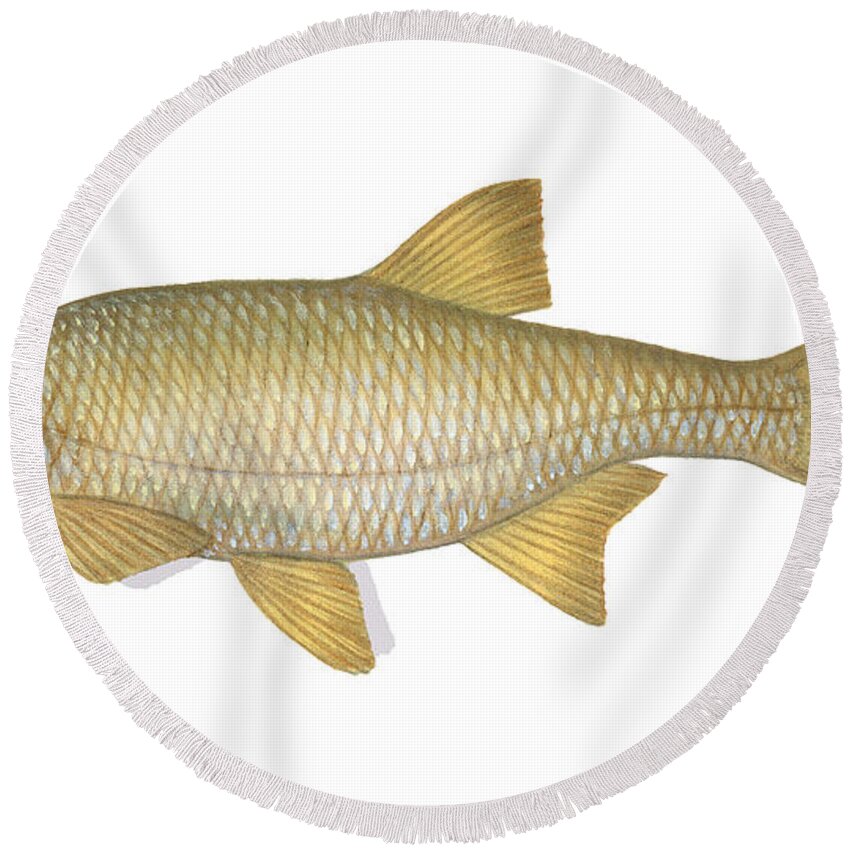 Golden Shiner Round Beach Towel featuring the photograph Golden Shiner by Carlyn Iverson