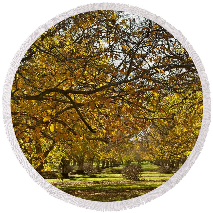 English Walnuts Round Beach Towel featuring the photograph Golden Walnut Orchard by Michele Myers