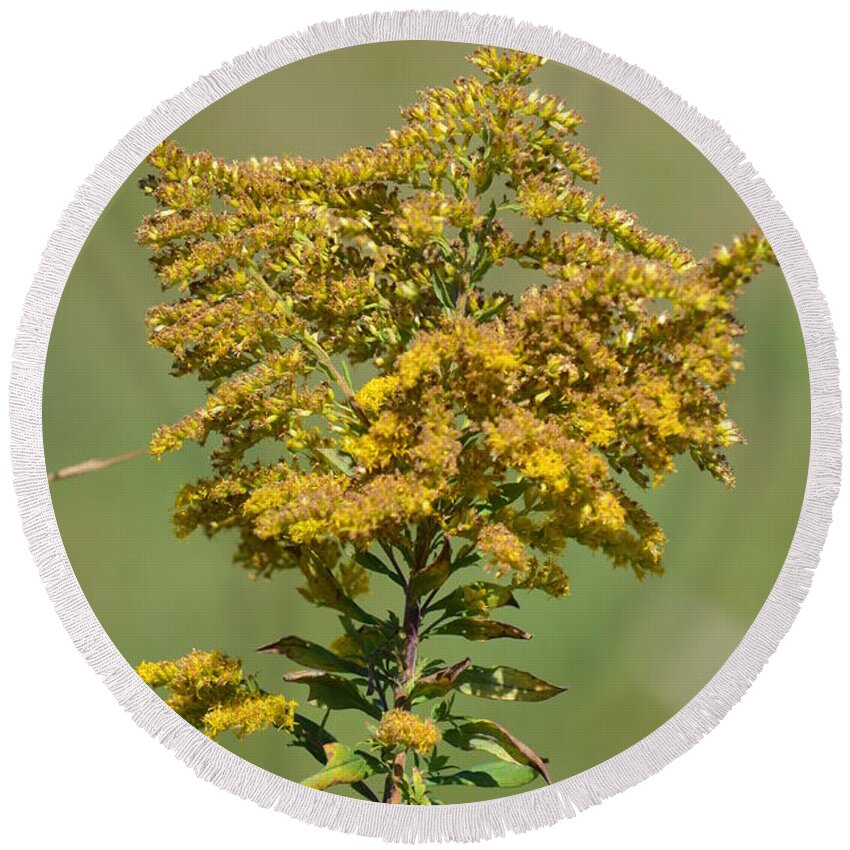 Goldenrod In Autumn Round Beach Towel featuring the photograph Goldenrod in Autumn by Maria Urso