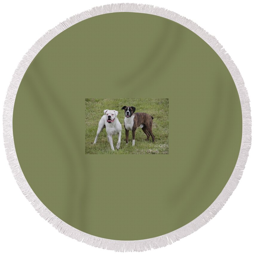 Dogs Round Beach Towel featuring the photograph Boxer Dogs Friends by Valerie Collins