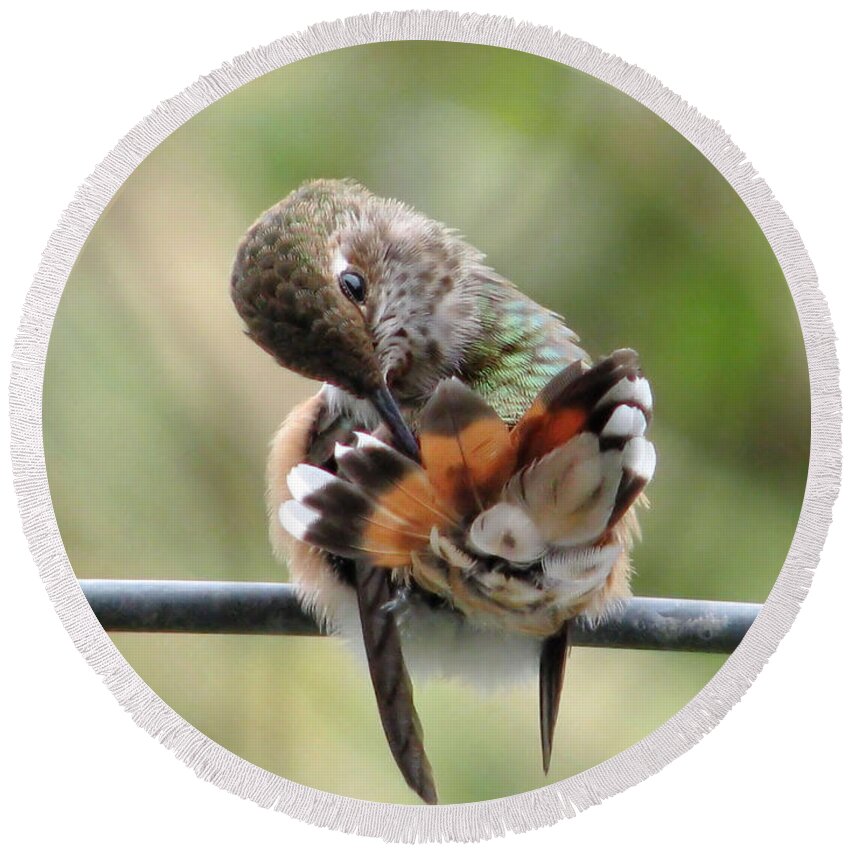 Hummingbirds Round Beach Towel featuring the photograph Good Grooming by Rory Siegel