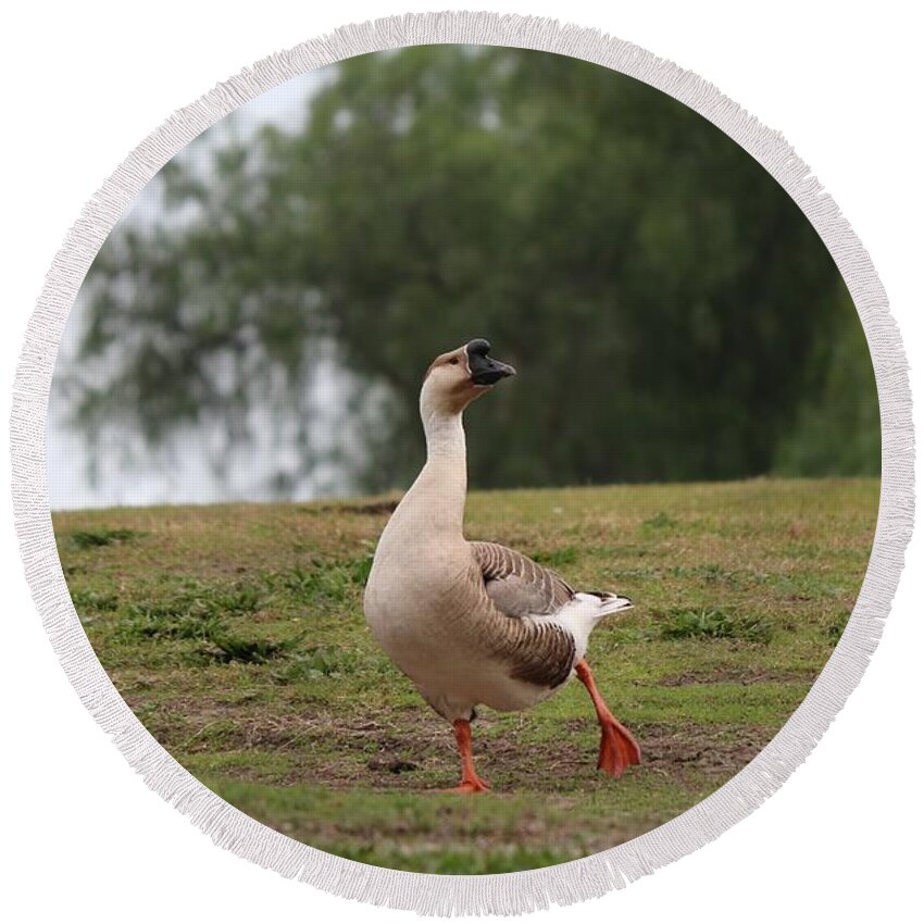 Goose Round Beach Towel featuring the photograph Goose with Attitude by Christy Pooschke