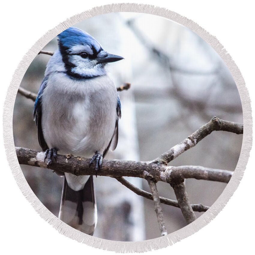  Round Beach Towel featuring the photograph Gorgeous Blue Jay by Cheryl Baxter