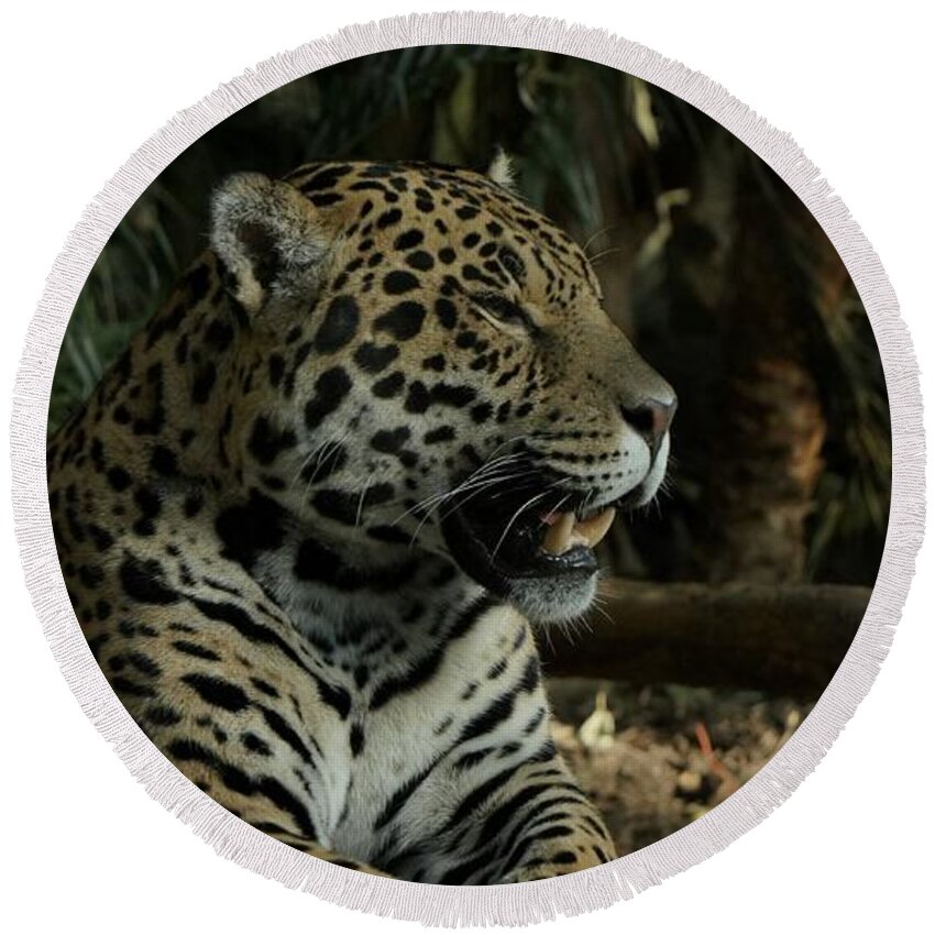 Big Cat Round Beach Towel featuring the photograph Gorgeous Jaguar by MSVRVisual Rawshutterbug