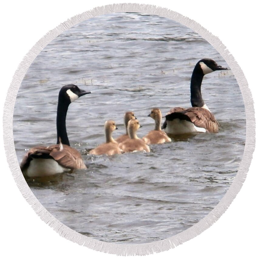 Tree Round Beach Towel featuring the photograph Gosling Escort by Joseph Baril