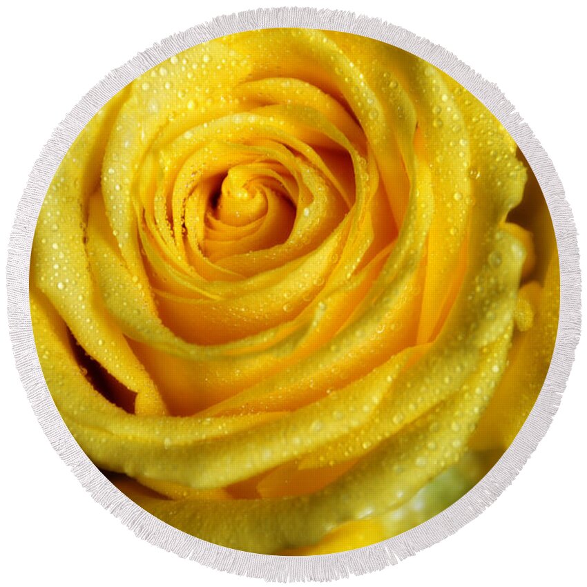 Rose Round Beach Towel featuring the photograph Grandeur of Nature. Yellow Rose II by Jenny Rainbow