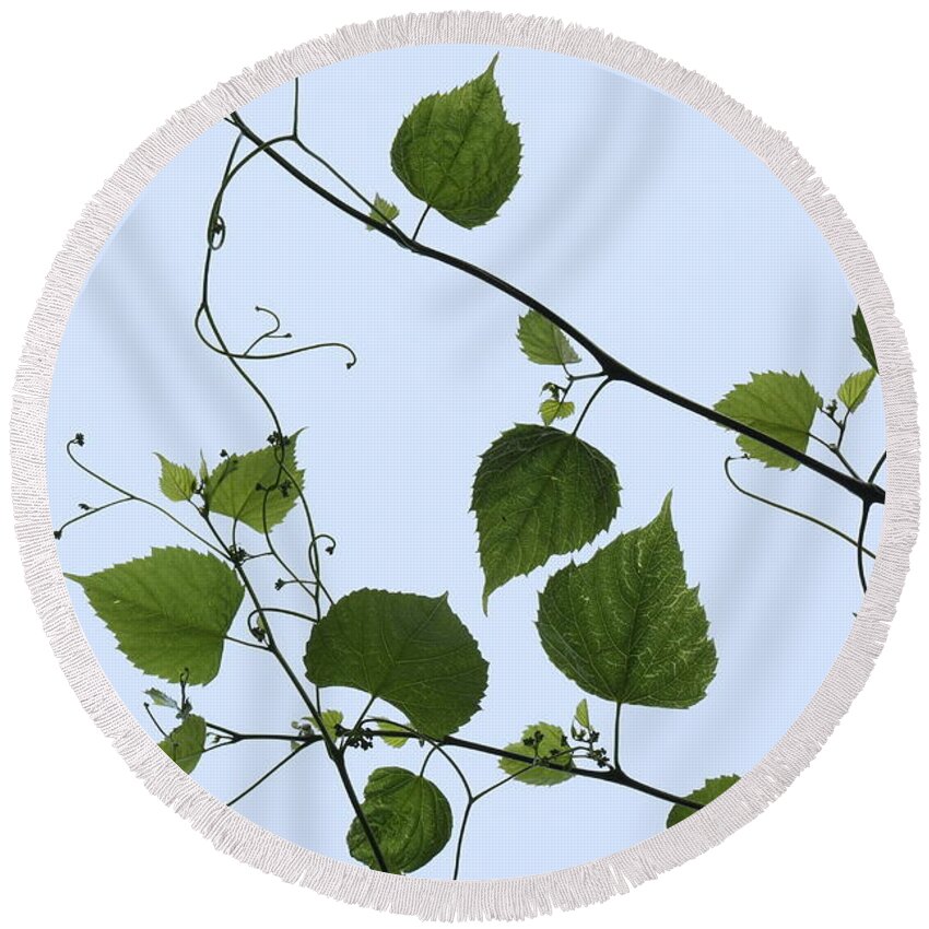 Grape Vine And Sky Round Beach Towel featuring the photograph Grape Vine And Sky by Daniel Reed