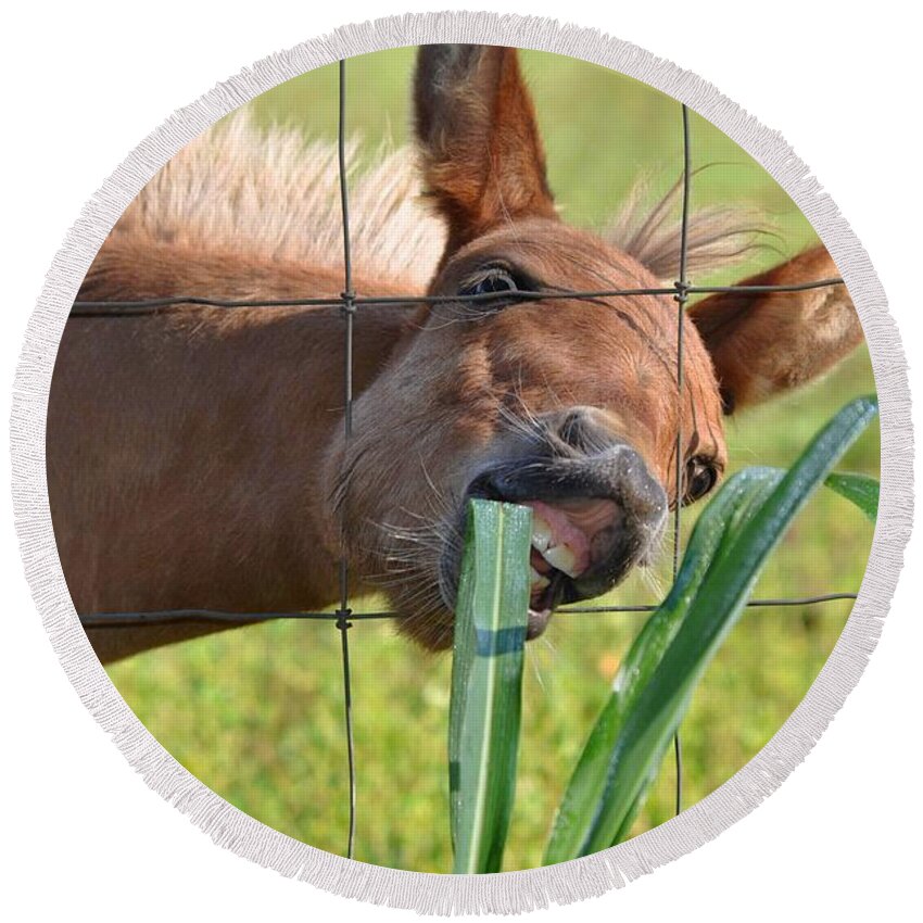 Pet Round Beach Towel featuring the photograph Grass Is Greener by Charlotte Schafer