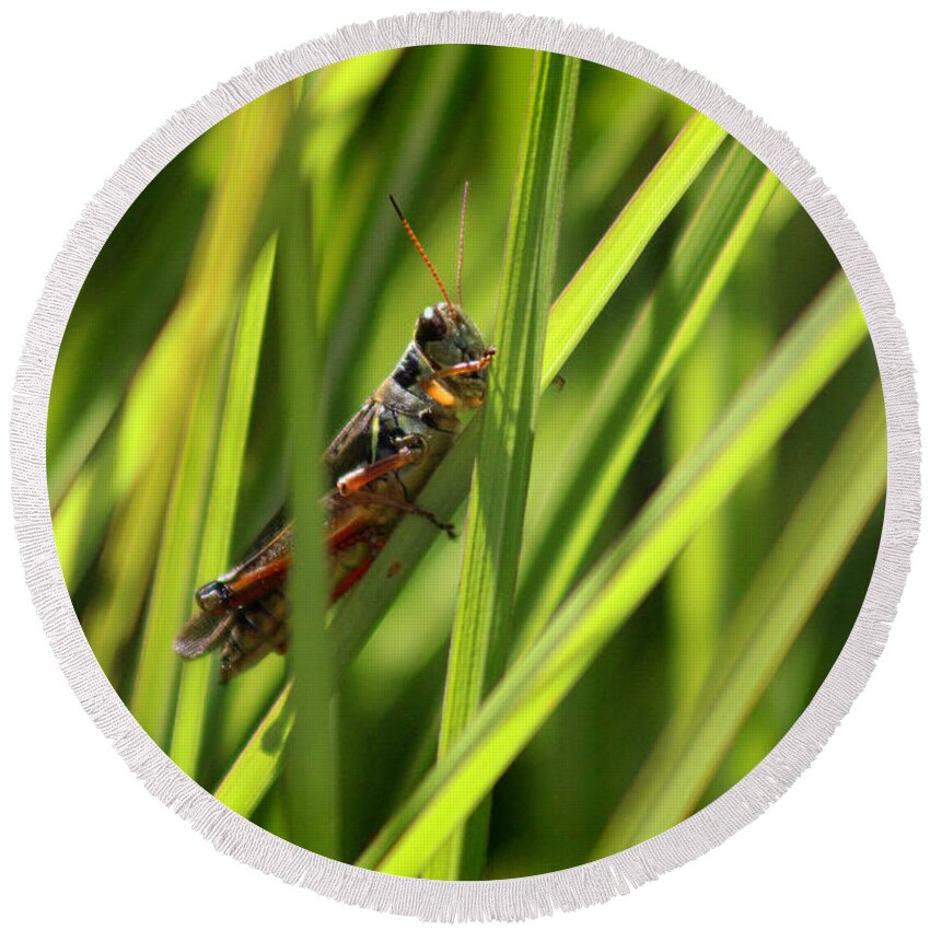Insect Round Beach Towel featuring the photograph Grasshopper in Grass by Karen Adams