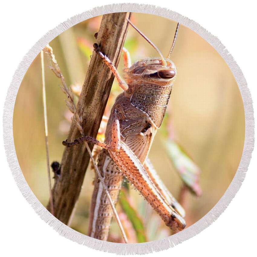 Grasshopper Round Beach Towel featuring the photograph Grasshopper in the Marsh by Carol Groenen