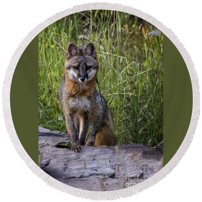 Gray Fox Round Beach Towel featuring the photograph Gray Fox Posing by Ronald Lutz