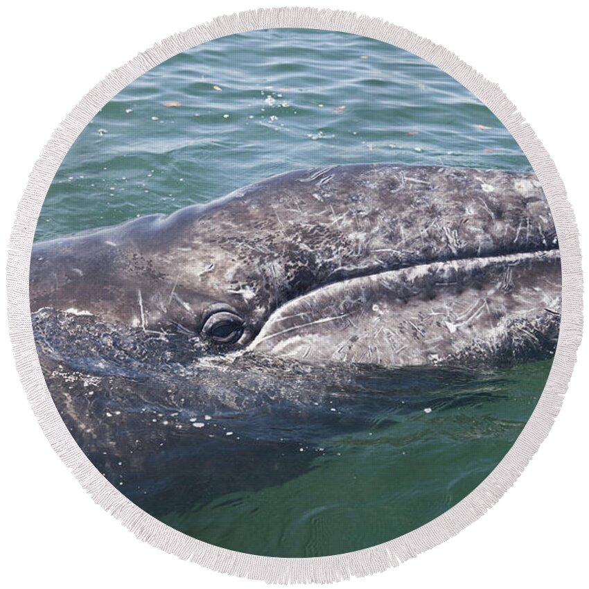 Baja California Round Beach Towel featuring the photograph Gray / Grey Whale Eschrichtius robustus by Liz Leyden