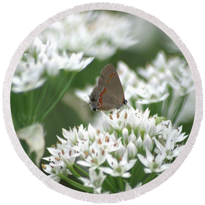 Gray Hairstreak Round Beach Towel featuring the photograph Gray Hairstreak On White Blossoms by Living Color Photography Lorraine Lynch